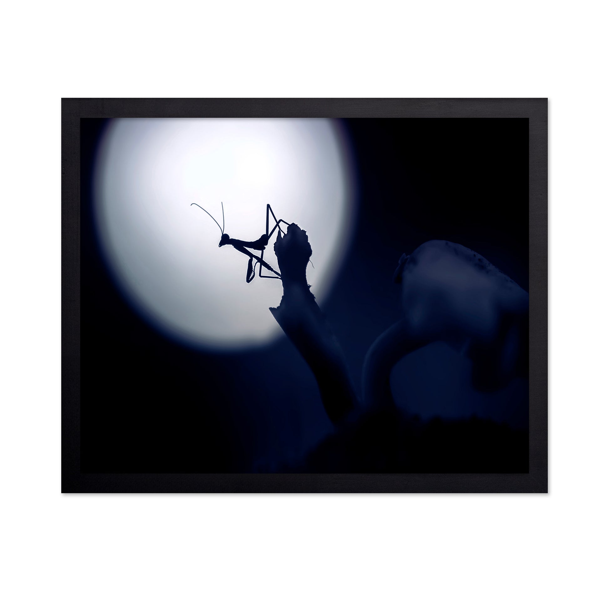 Mystical Little Mantis
