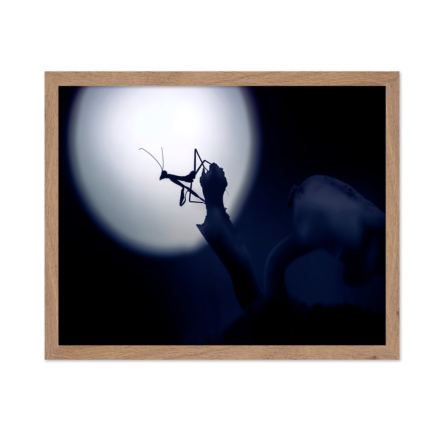Mystical Little Mantis
