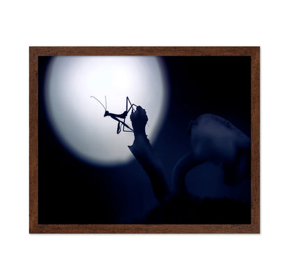 Mystical Little Mantis