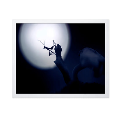 Mystical Little Mantis