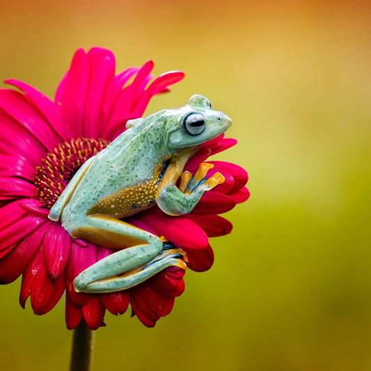 Pretty Frog
