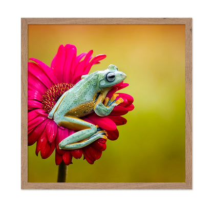 Pretty Frog