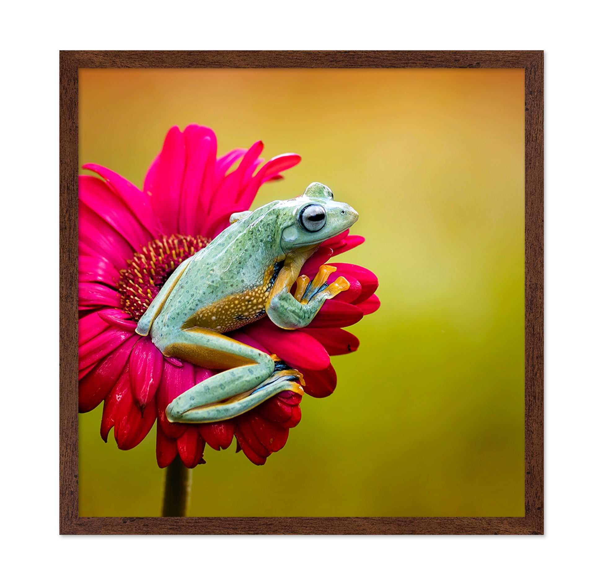 Pretty Frog