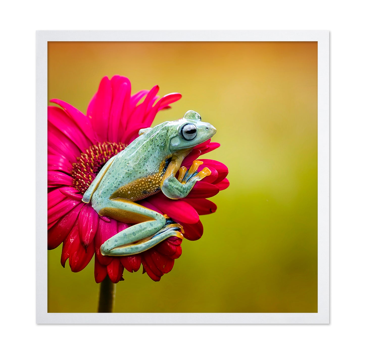 Pretty Frog