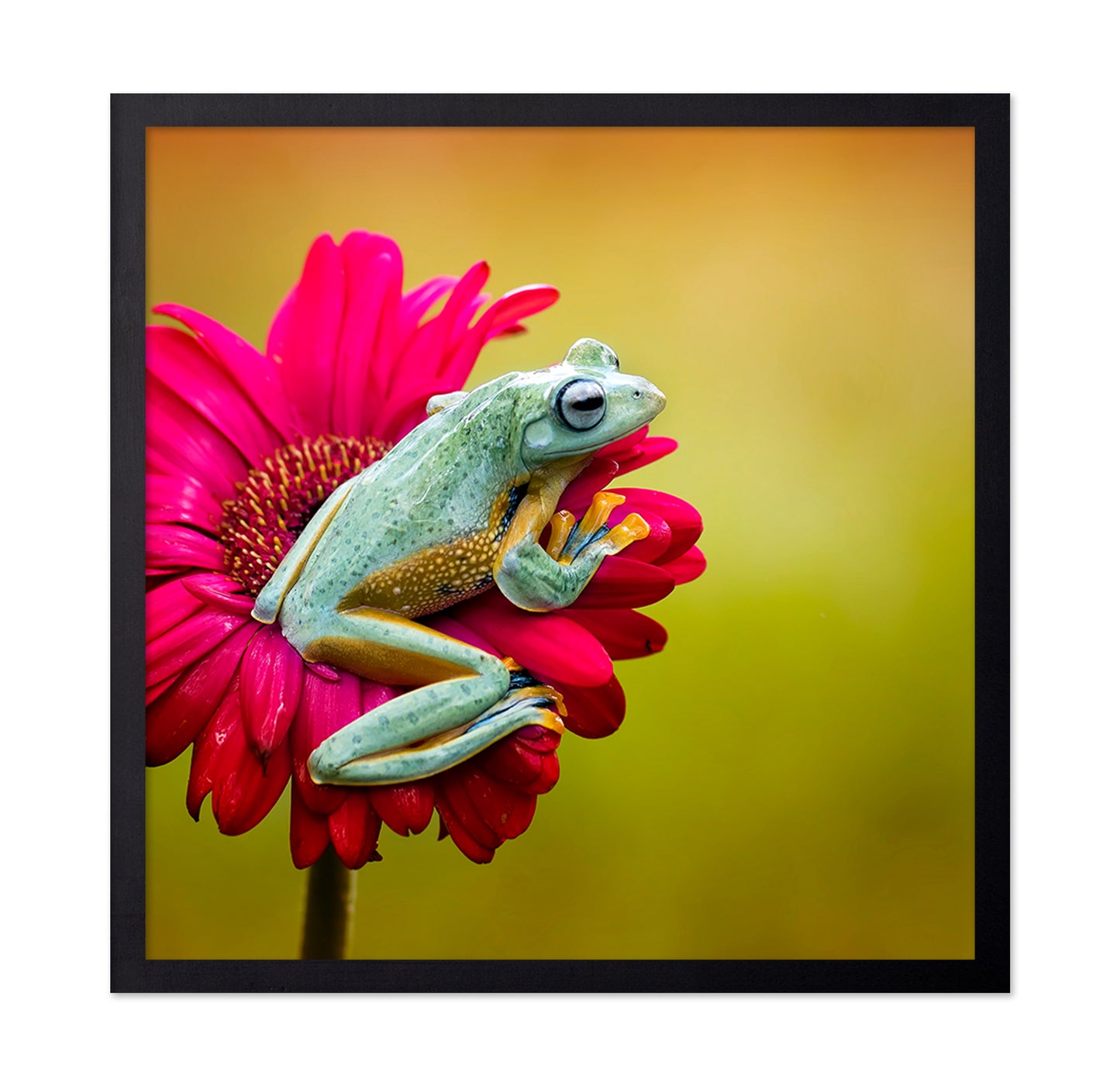 Pretty Frog