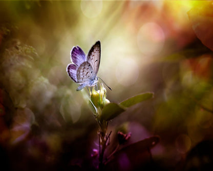 Ray Of Light
