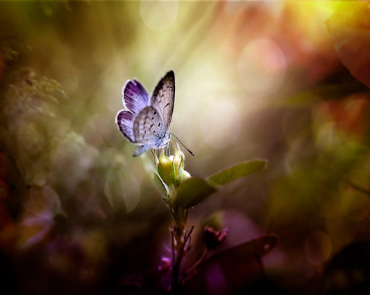 Ray Of Light
