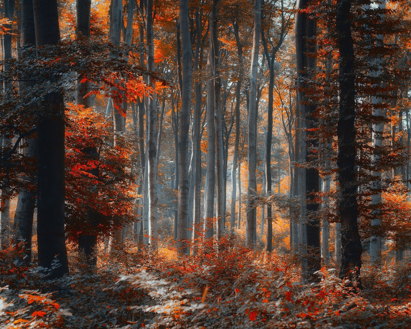 Painting Forest