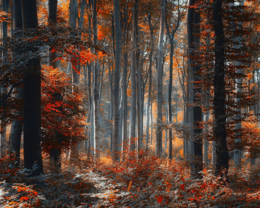Painting Forest