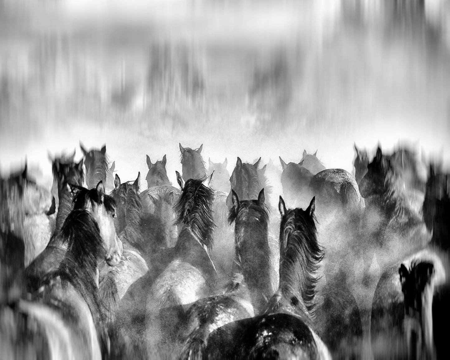 Horses