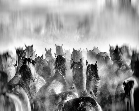 Horses