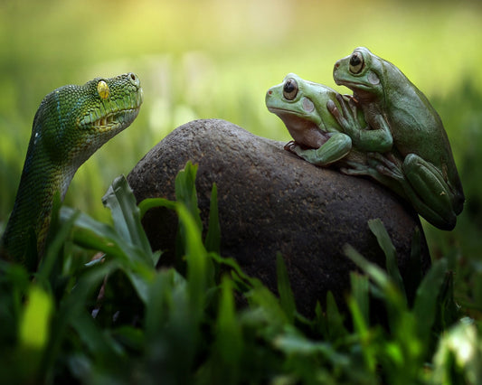 Frogs and Snake in the Grass