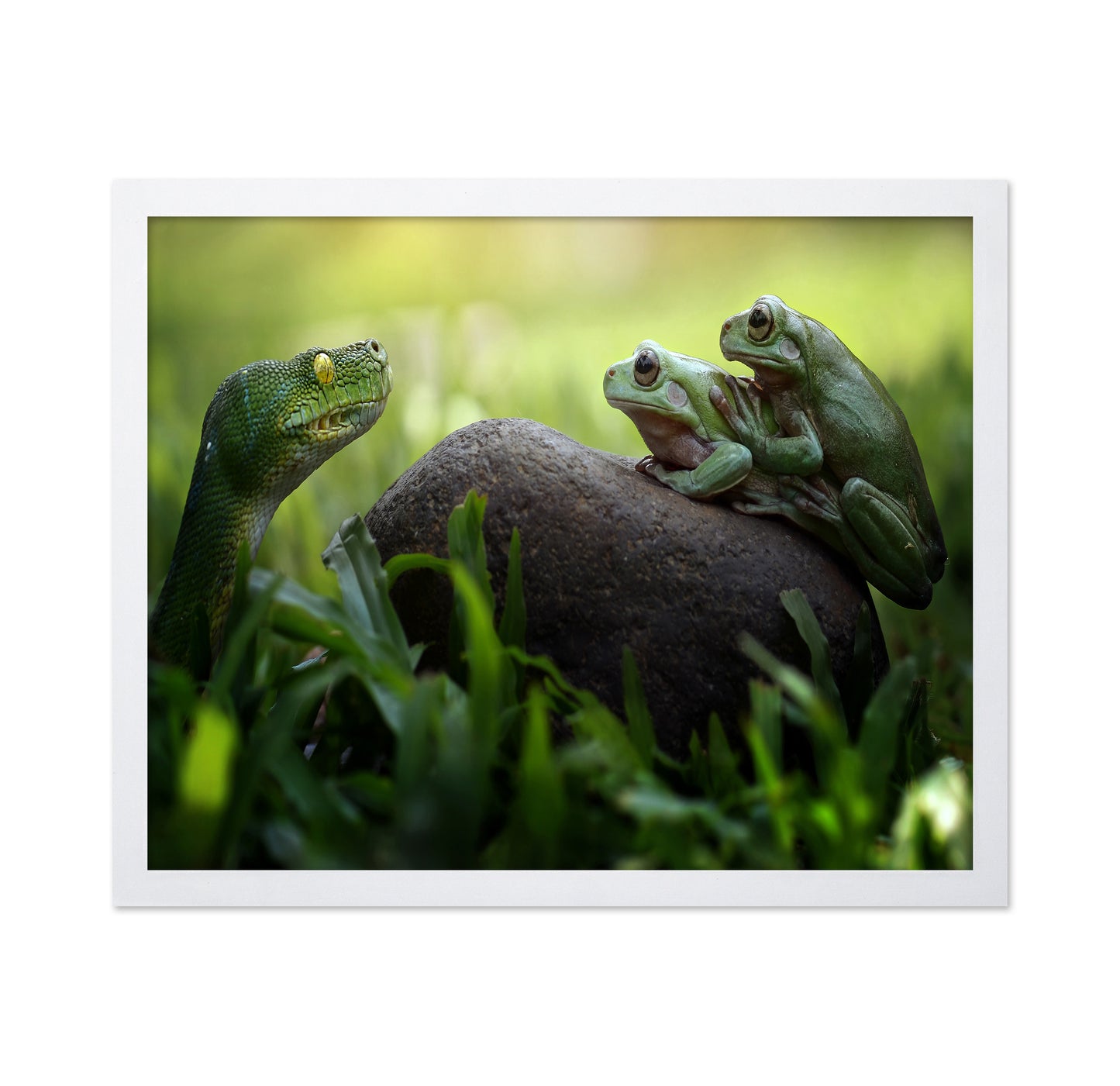 Frogs and Snake in the Grass
