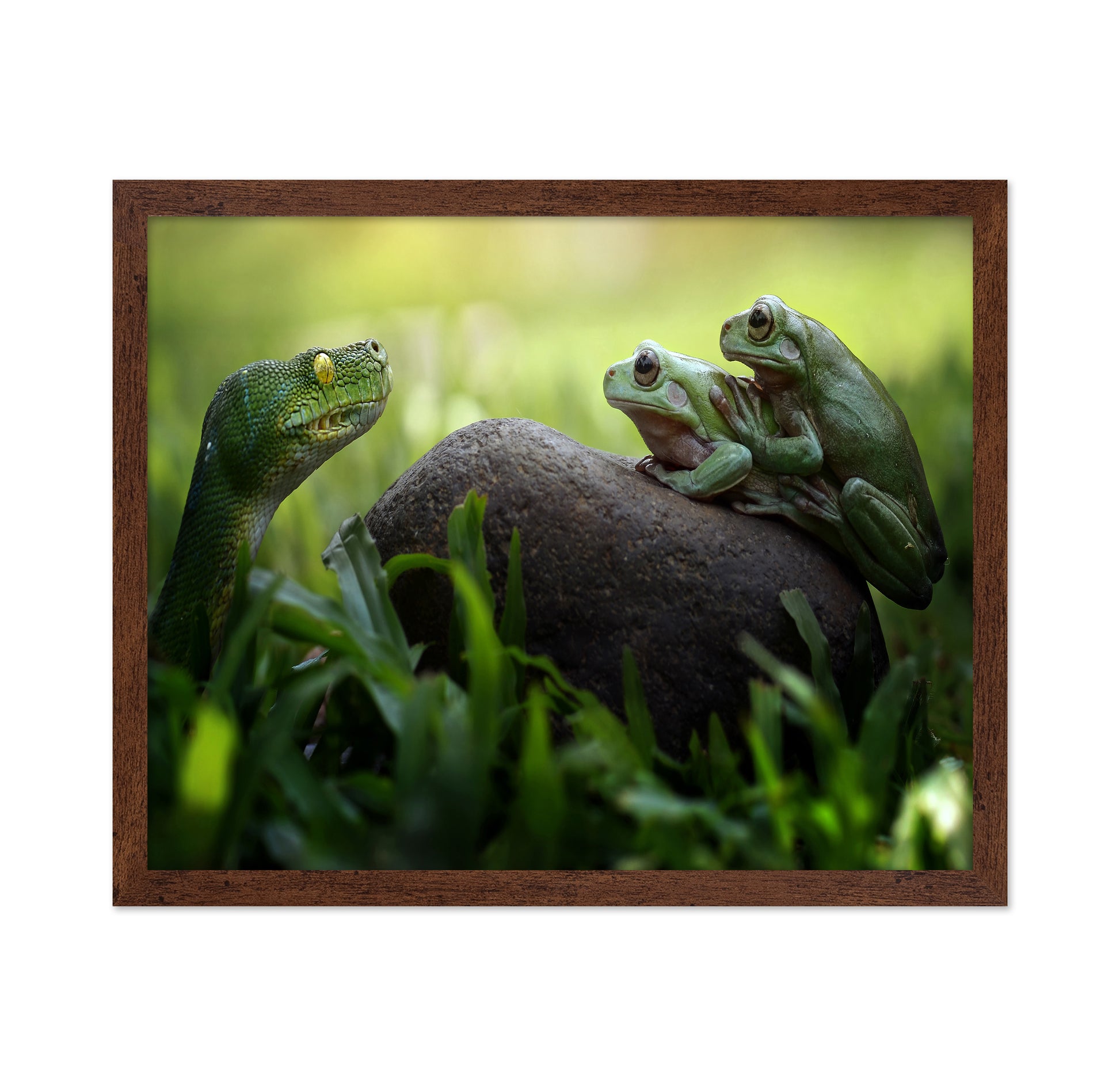 Frogs and Snake in the Grass