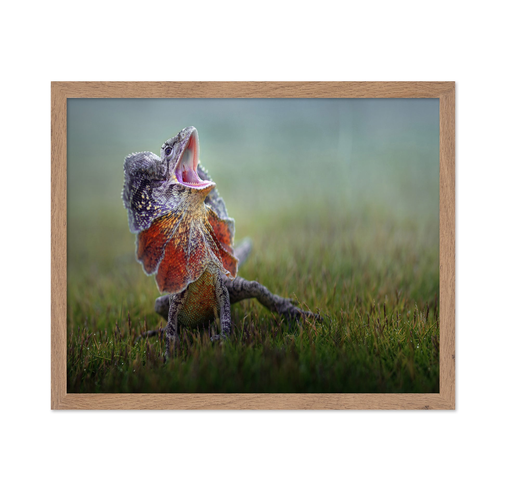 Frilled Dragon