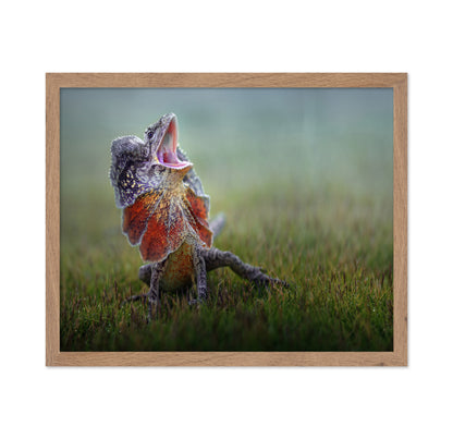 Frilled Dragon