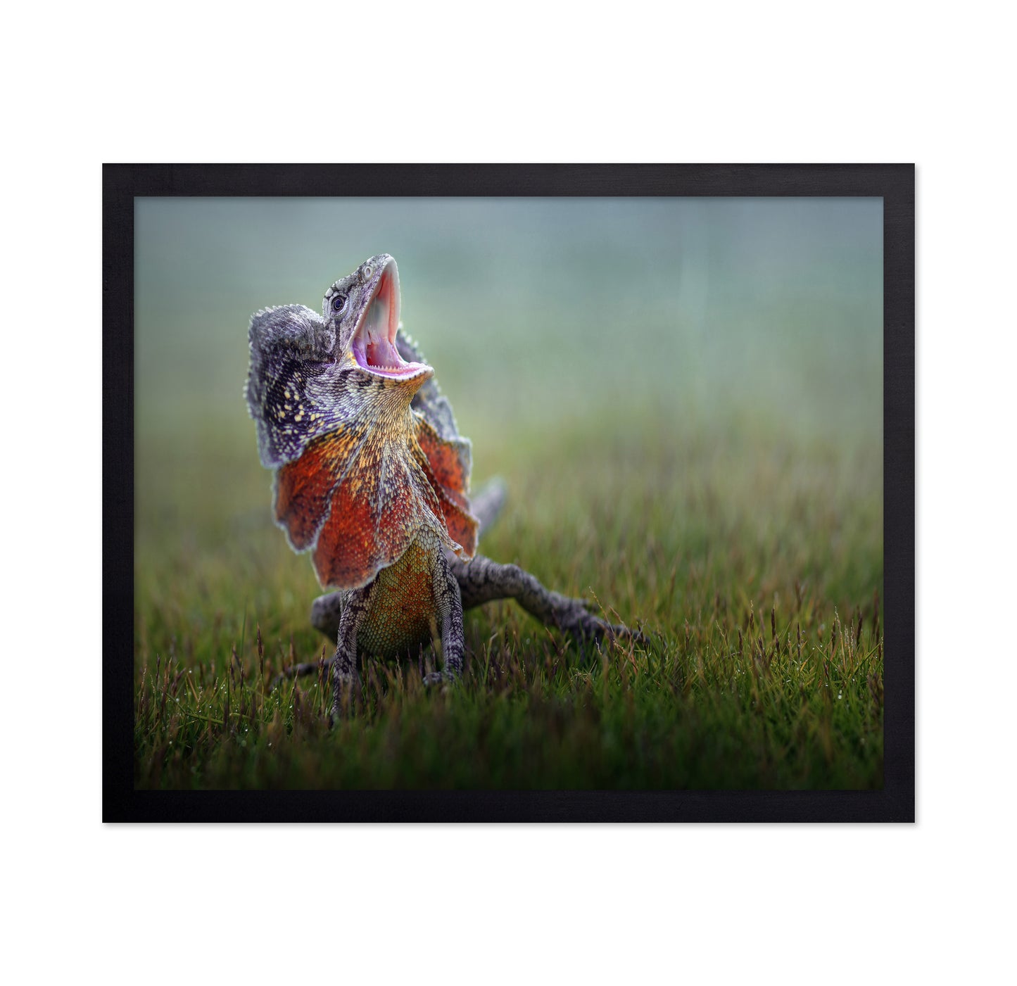Frilled Dragon