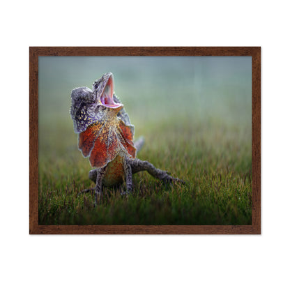 Frilled Dragon
