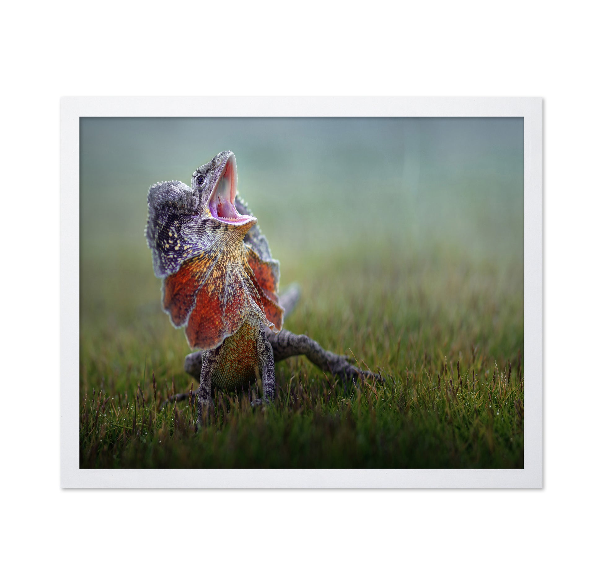 Frilled Dragon