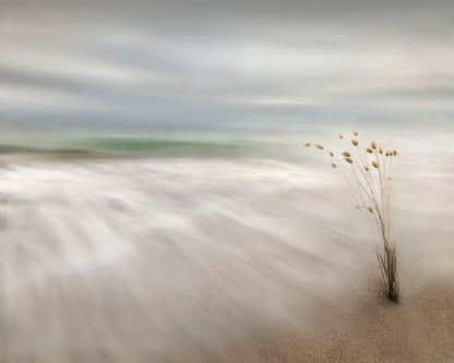 Ears In The Sea
