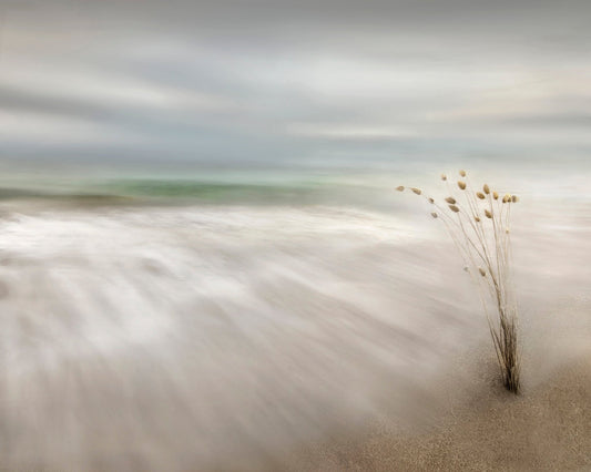 Ears In The Sea