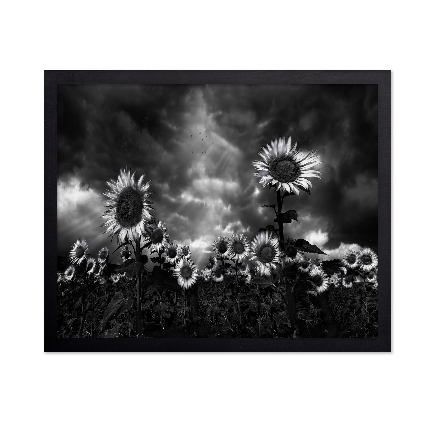 Sunflowers