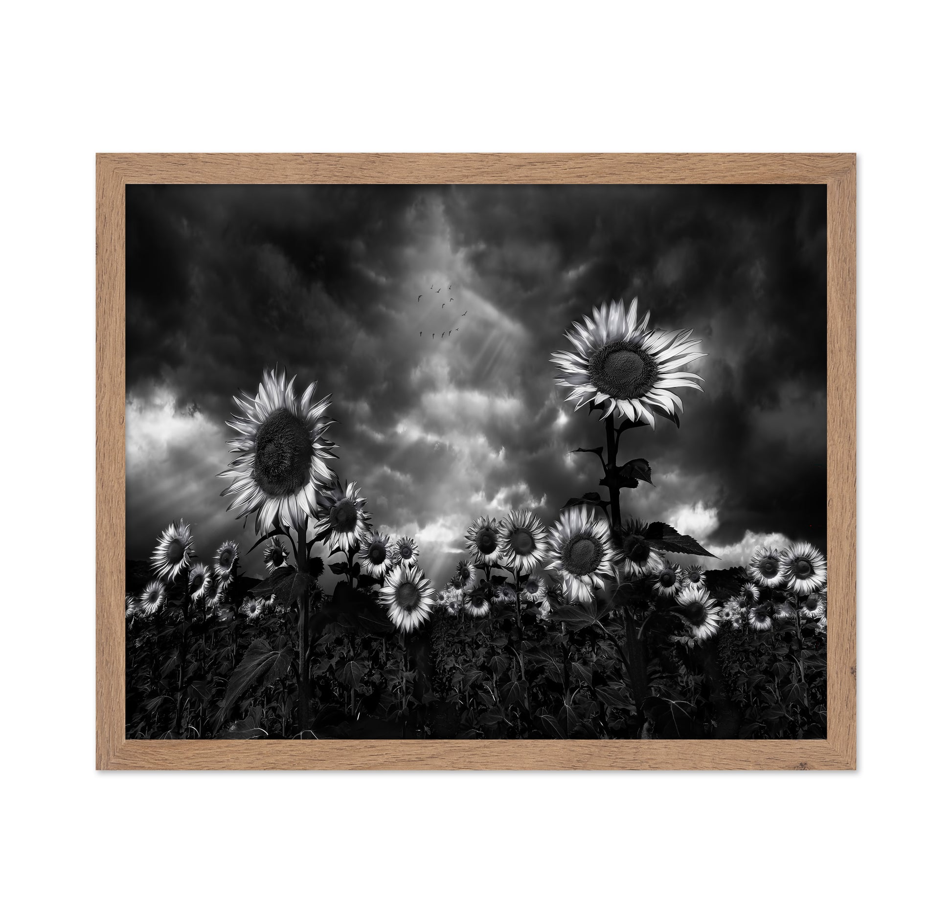 Sunflowers