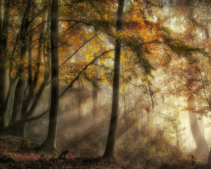 The Lights Of The Forest