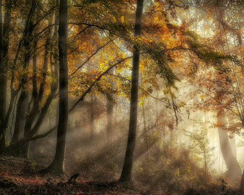 The Lights Of The Forest