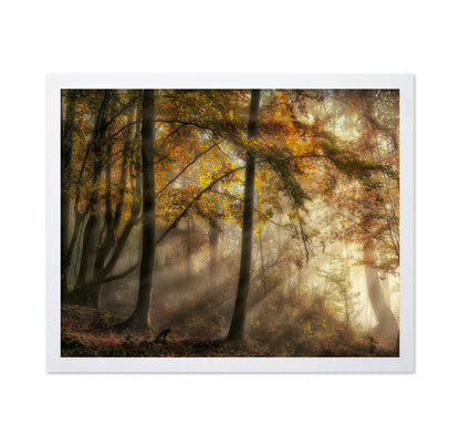 The Lights Of The Forest