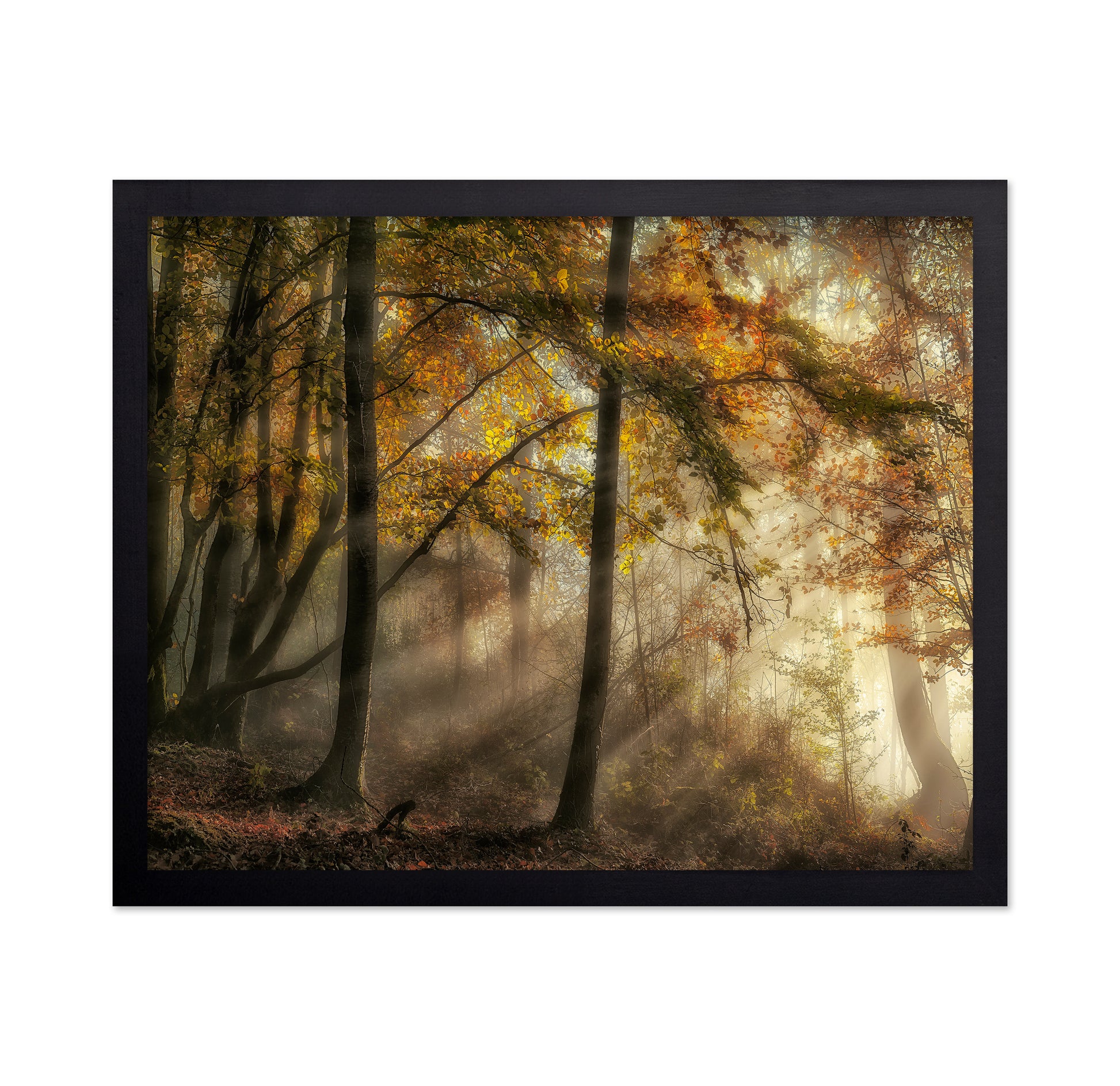 The Lights Of The Forest