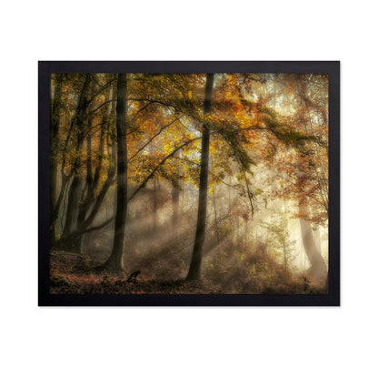 The Lights Of The Forest