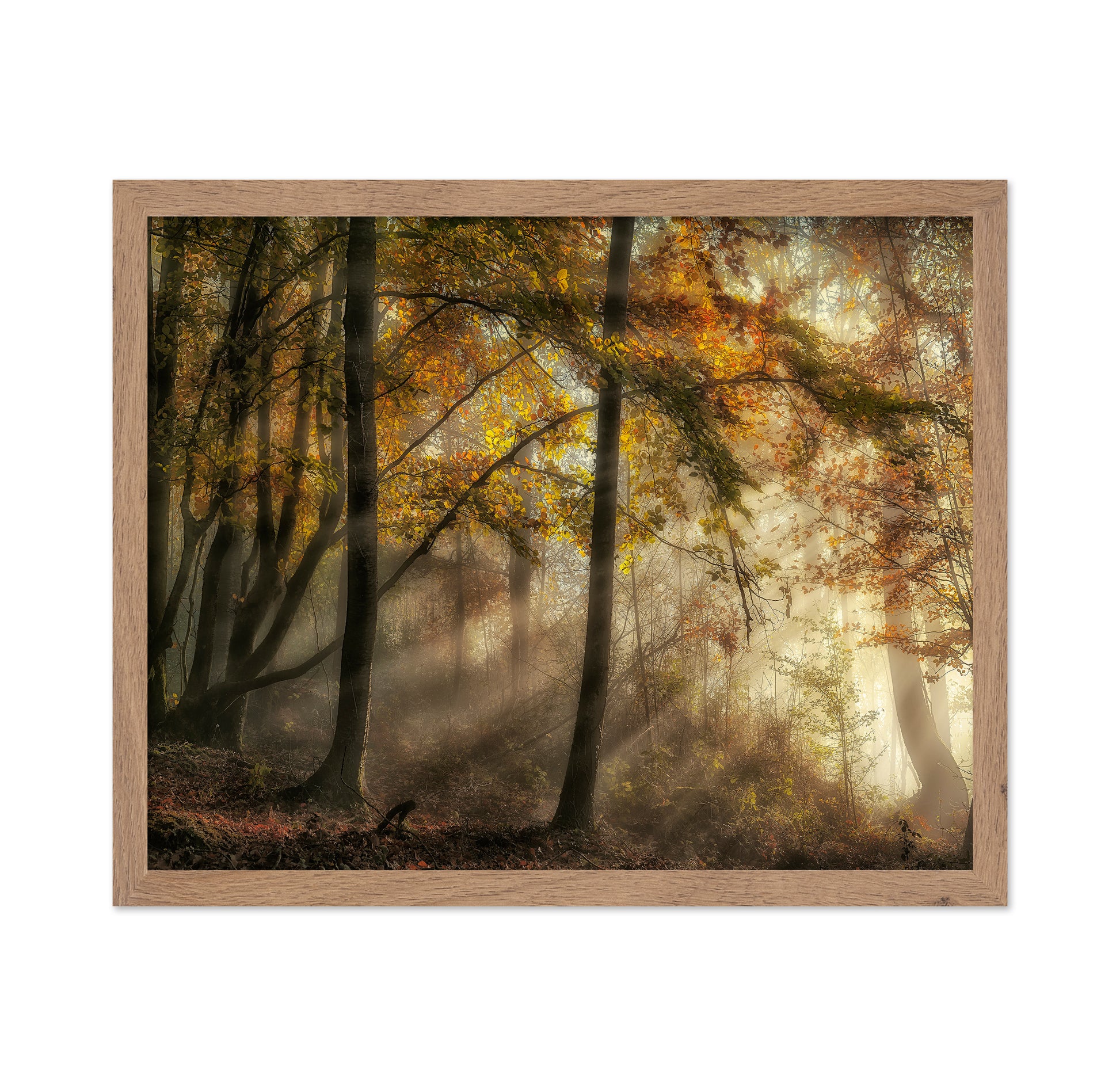 The Lights Of The Forest
