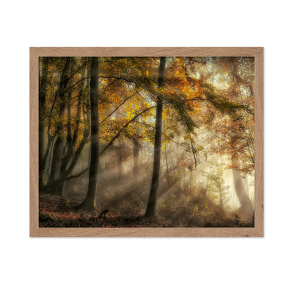 The Lights Of The Forest