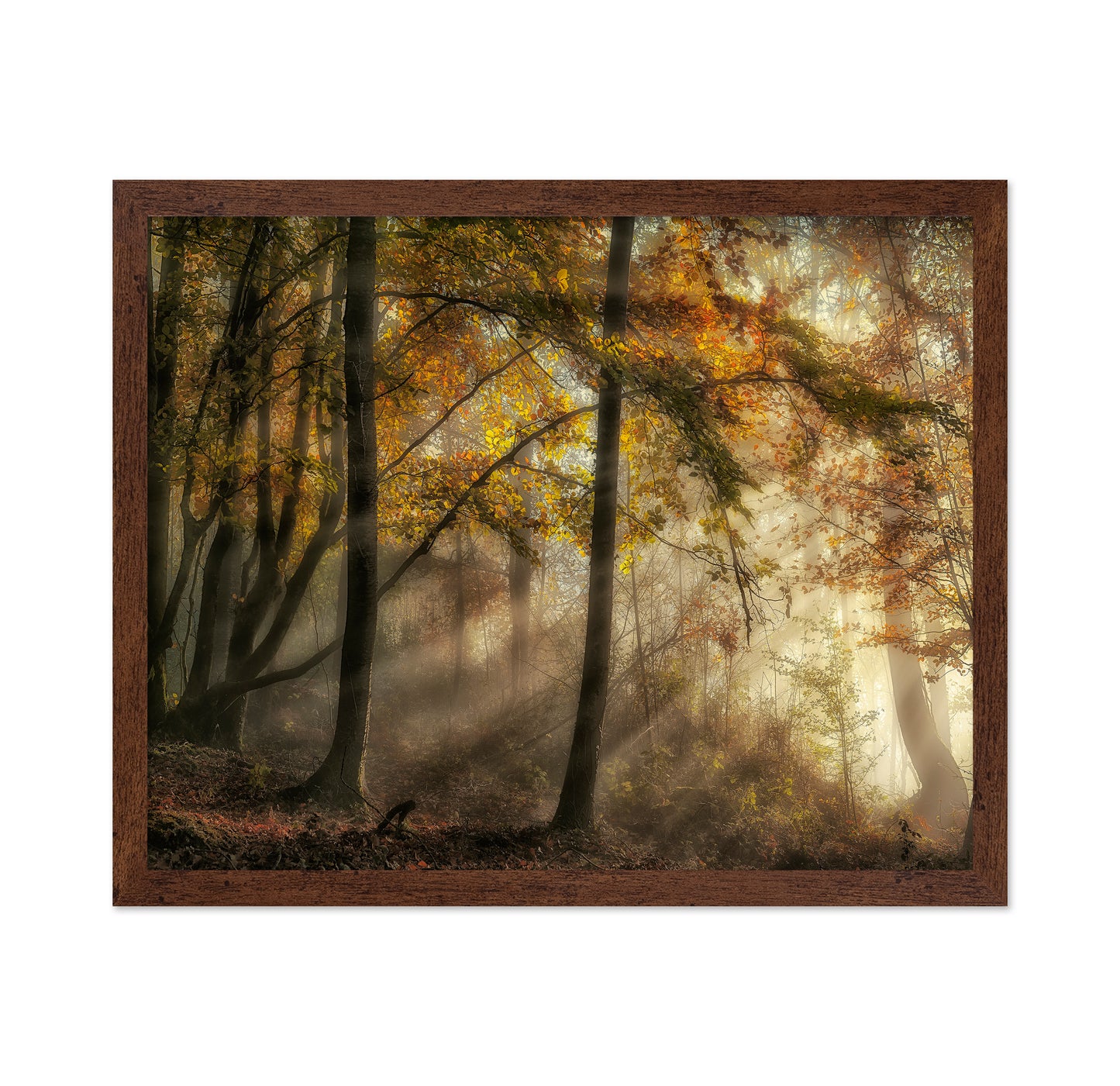 The Lights Of The Forest