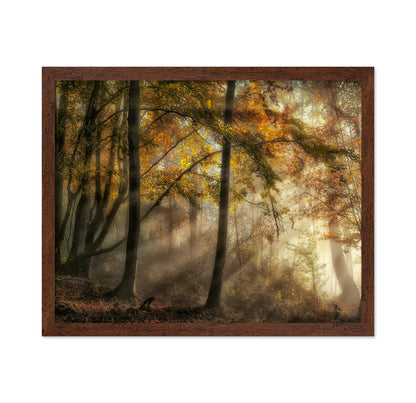 The Lights Of The Forest