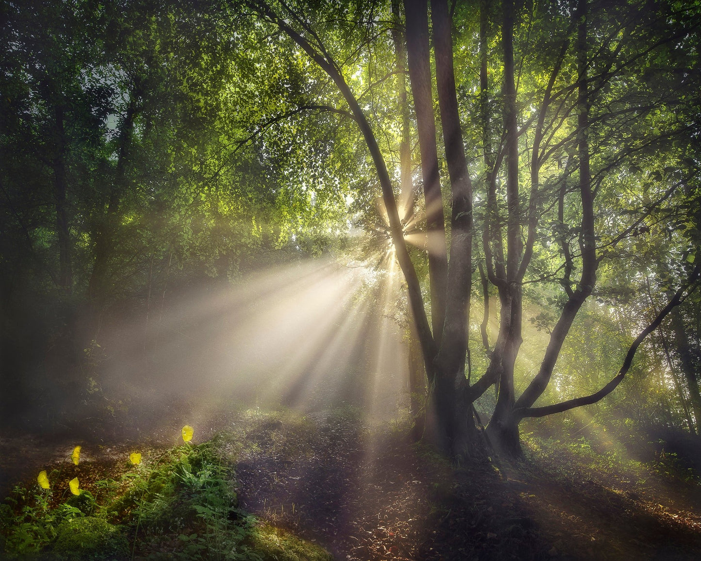 The Morning Light