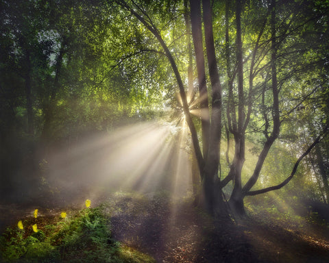 The Morning Light