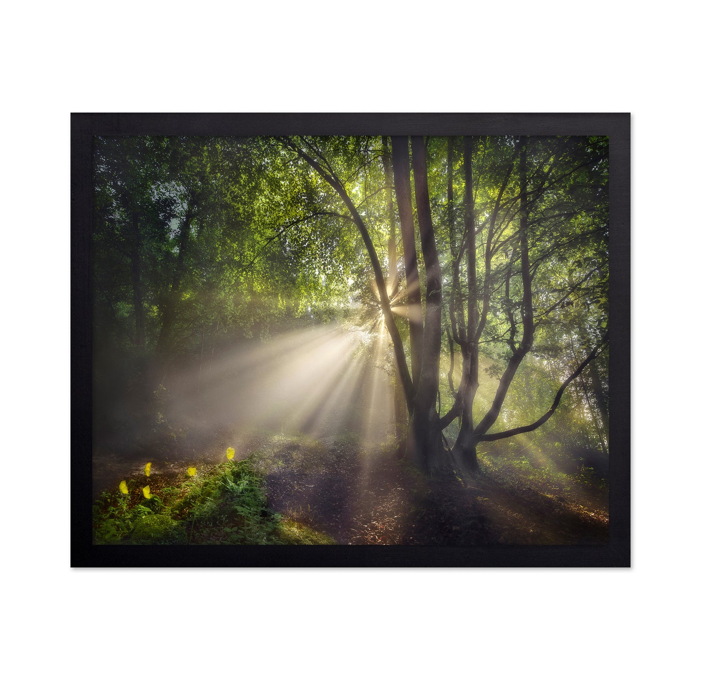 The Morning Light
