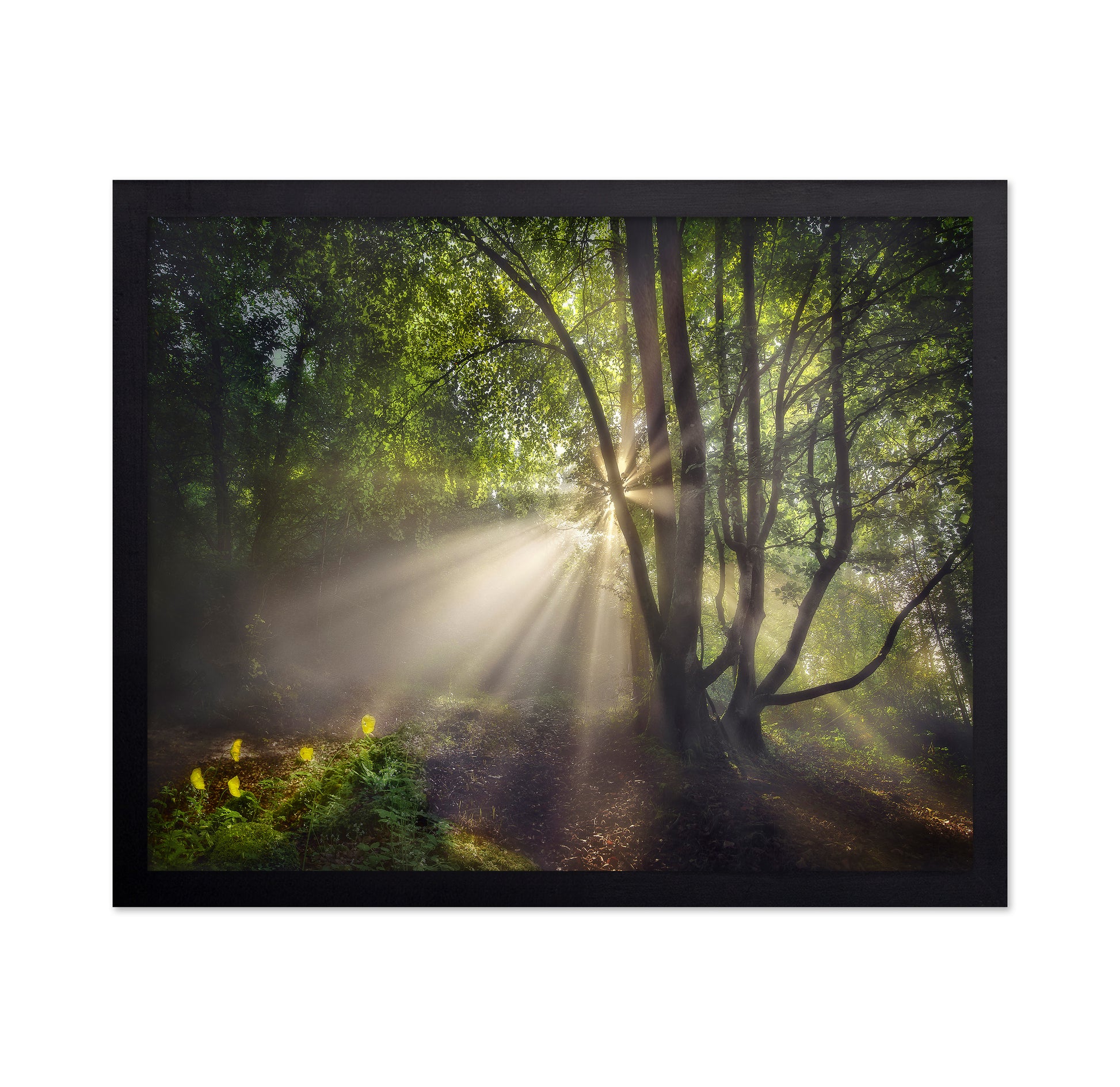 The Morning Light