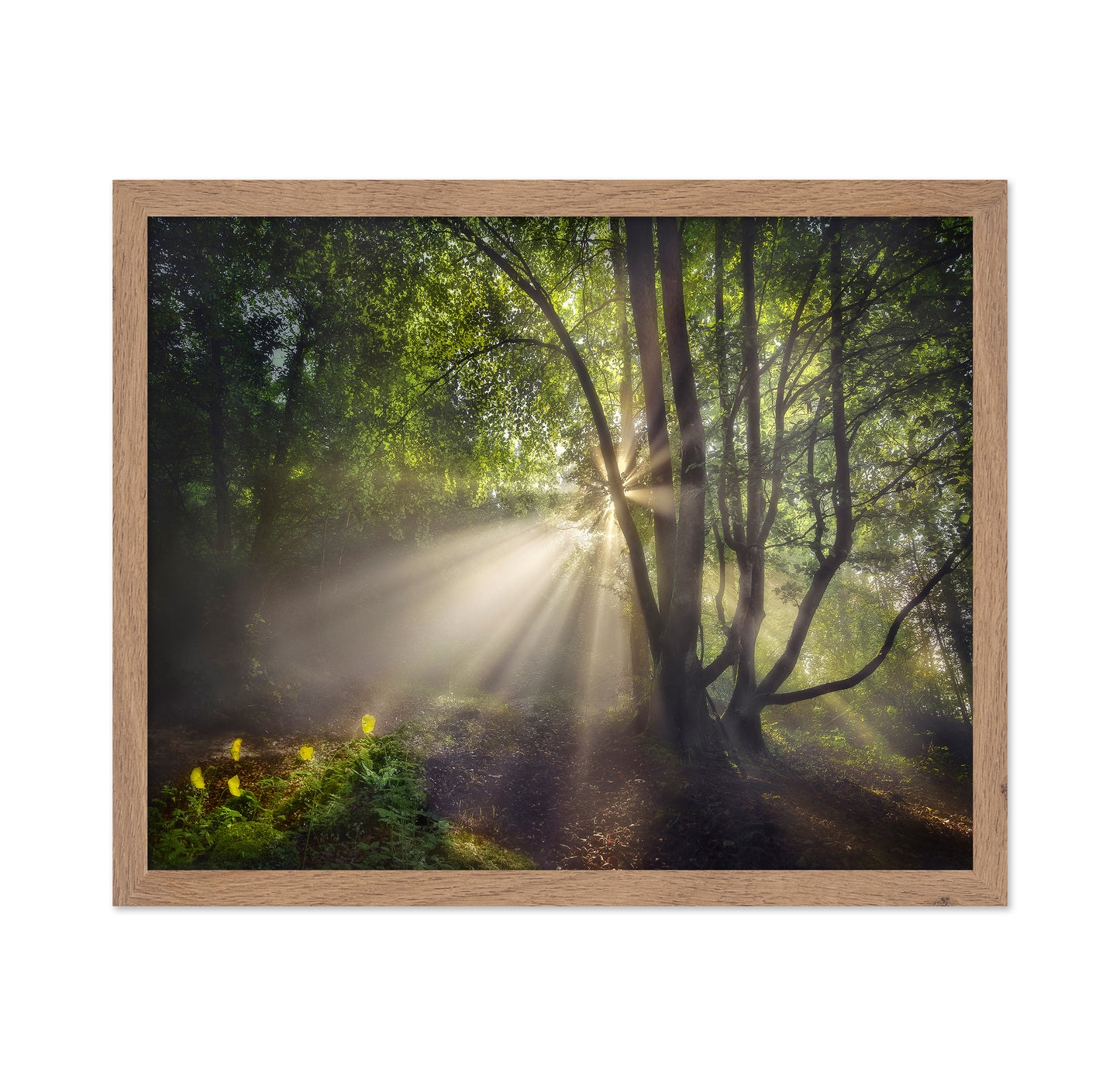 The Morning Light