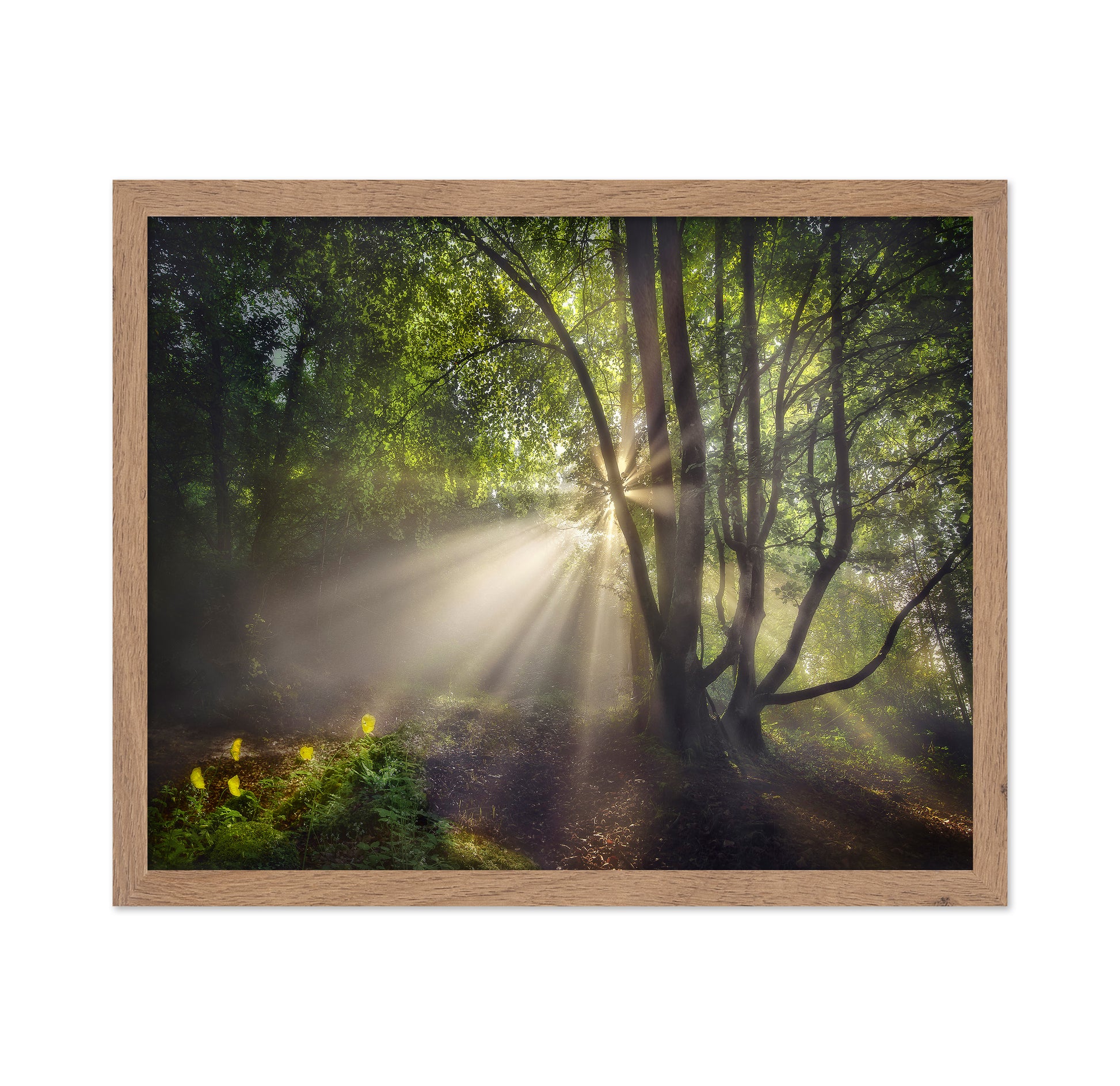 The Morning Light