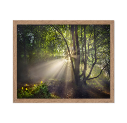 The Morning Light