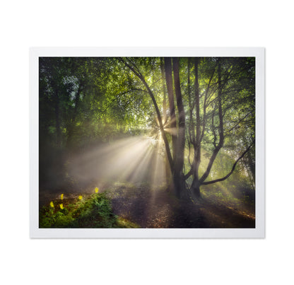The Morning Light