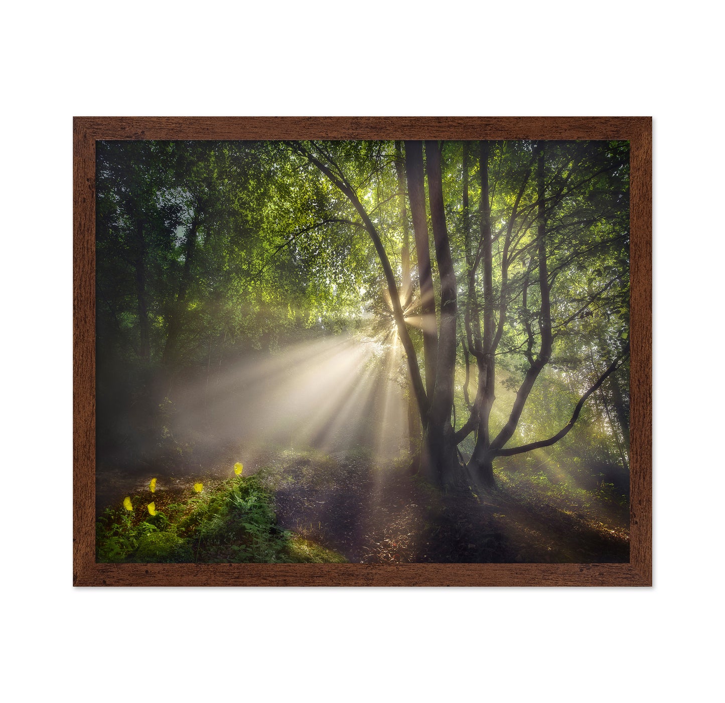 The Morning Light