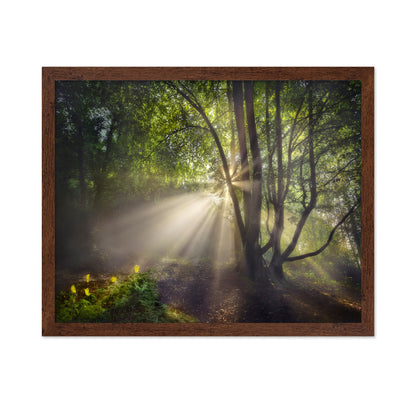 The Morning Light