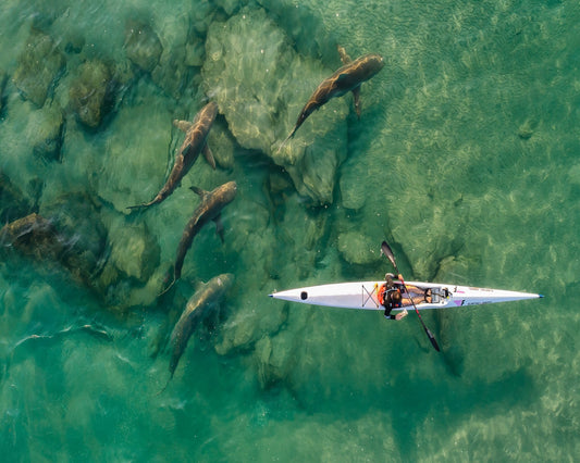 Shark Companion