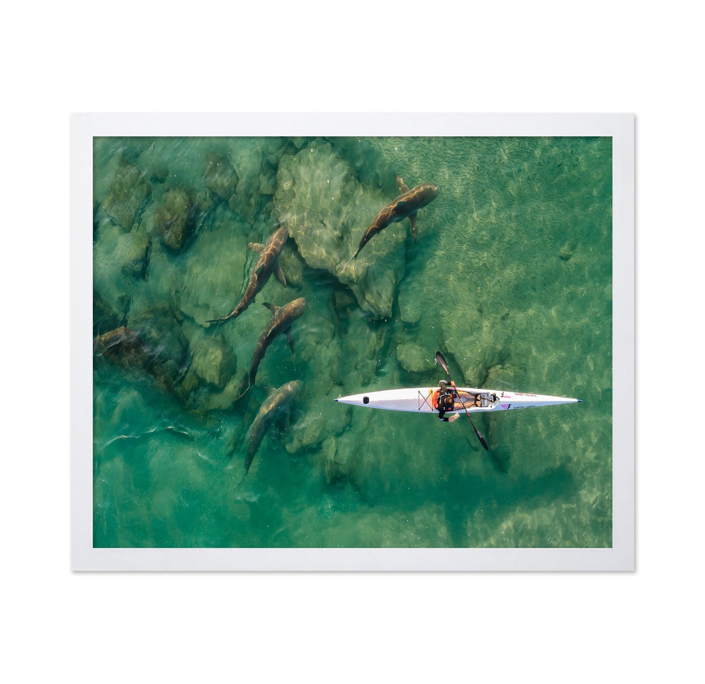 Shark Companion