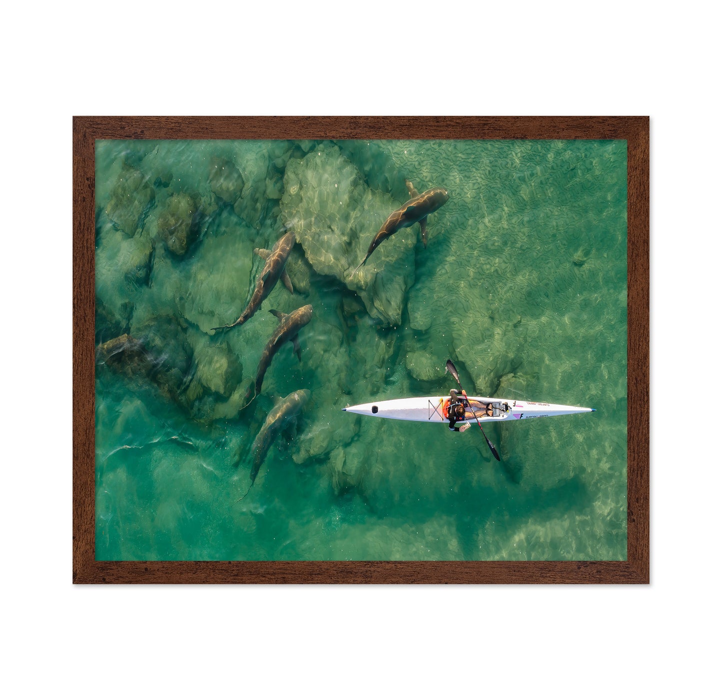 Shark Companion