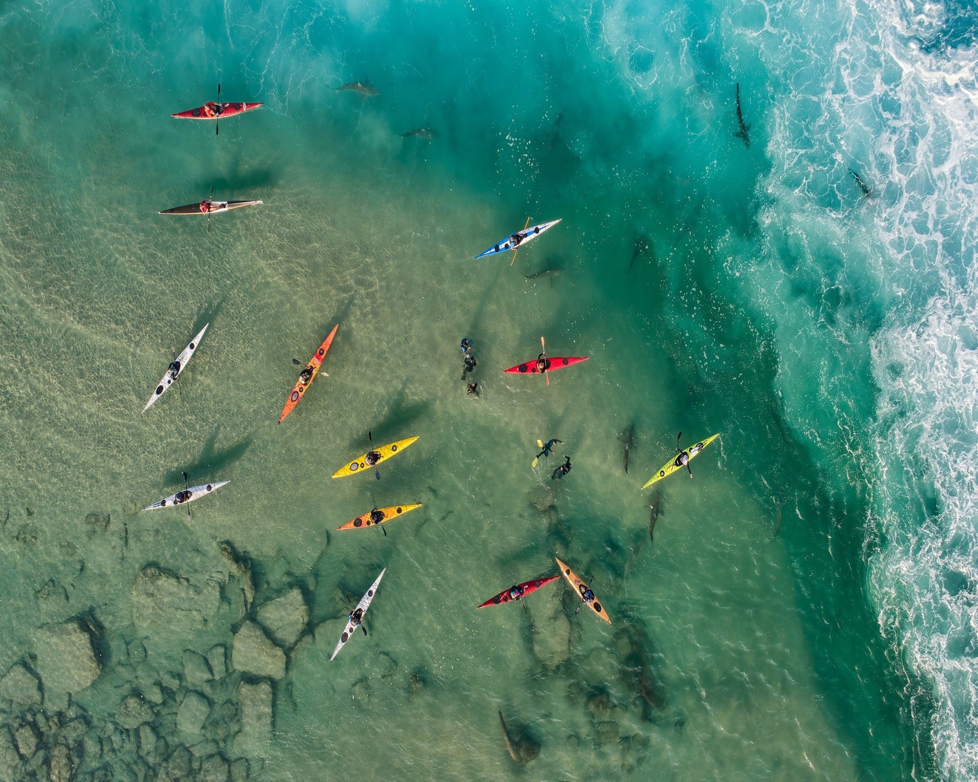 Sharks Party